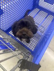 Found/Stray Male Dog last seen Bunny Run and Gulf Bank, Houston, TX 77088