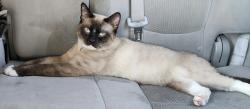 Lost Male Cat last seen Highland Bluff Ct, Summerrow Rd, Lakeland  Ave, Spring water Ln,, Lincolnton, NC 28092