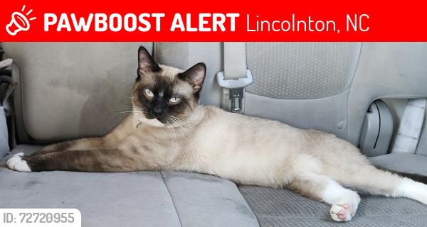 Lost Male Cat last seen Highland Bluff Ct, Summerrow Rd, Lakeland  Ave, Spring water Ln,, Lincolnton, NC 28092