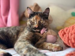 Found/Stray Female Cat last seen 119th and lone elm , Olathe, KS 66061