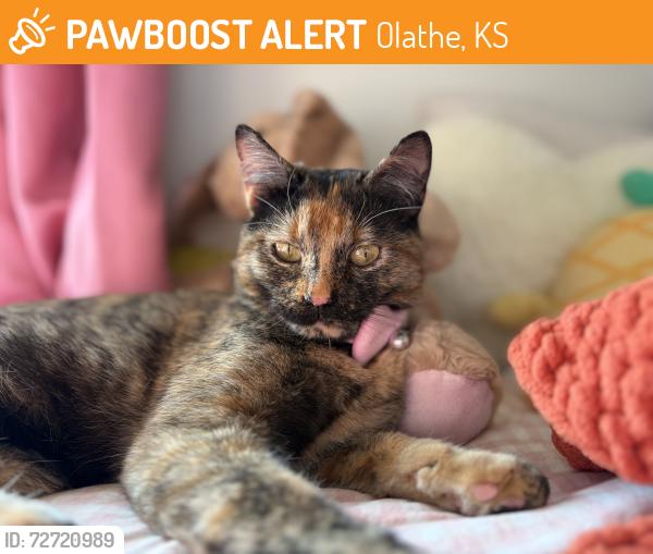 Found/Stray Female Cat last seen 119th and lone elm , Olathe, KS 66061