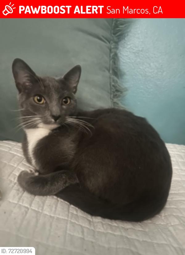 Lost Male Cat last seen Mission rd. , San Marcos, CA 92069
