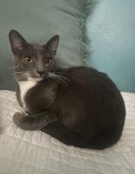 Lost Male Cat last seen Mission rd. , San Marcos, CA 92069