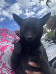 Found/Stray Female Dog last seen Military Trail and 10 Ave , Palm Springs, FL 33463