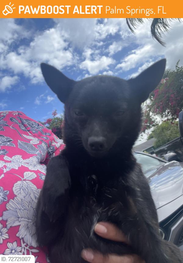 Found/Stray Female Dog last seen Military Trail and 10 Ave , Palm Springs, FL 33463