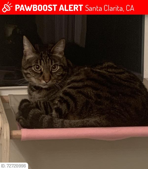Lost Male Cat last seen Medley Ridge and Lost Canyon , Santa Clarita, CA 91387