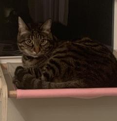 Lost Male Cat last seen Medley Ridge and Lost Canyon , Santa Clarita, CA 91387