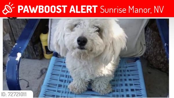 Lost Male Dog last seen Pet smart on nellis and charleston, Sunrise Manor, NV 89110