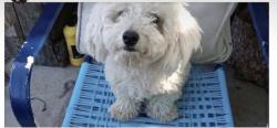 Lost Male Dog last seen Pet smart on nellis and charleston, Sunrise Manor, NV 89110