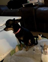 Lost Female Dog last seen Near rosewood drive, Abilene, TX 79603