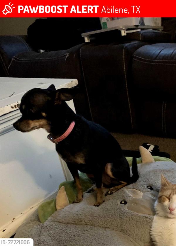Lost Female Dog last seen Near rosewood drive, Abilene, TX 79603