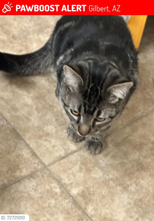 Lost Male Cat last seen Warner and Greenfield, Gilbert, AZ 85296