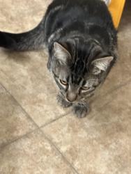 Lost Male Cat last seen Warner and Greenfield, Gilbert, AZ 85296