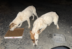 Found/Stray Unknown Dog last seen Glenn Church & Chestnut Mtn., Mitchell County, NC 28777