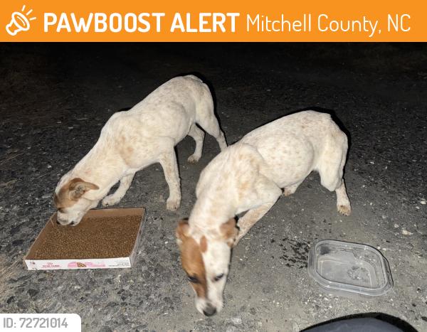 Found/Stray Unknown Dog last seen Glenn Church & Chestnut Mtn., Mitchell County, NC 28777