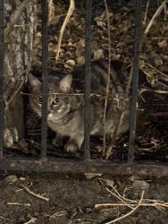 Found/Stray Unknown Cat last seen Noel Middle School, Denver, CO 80239