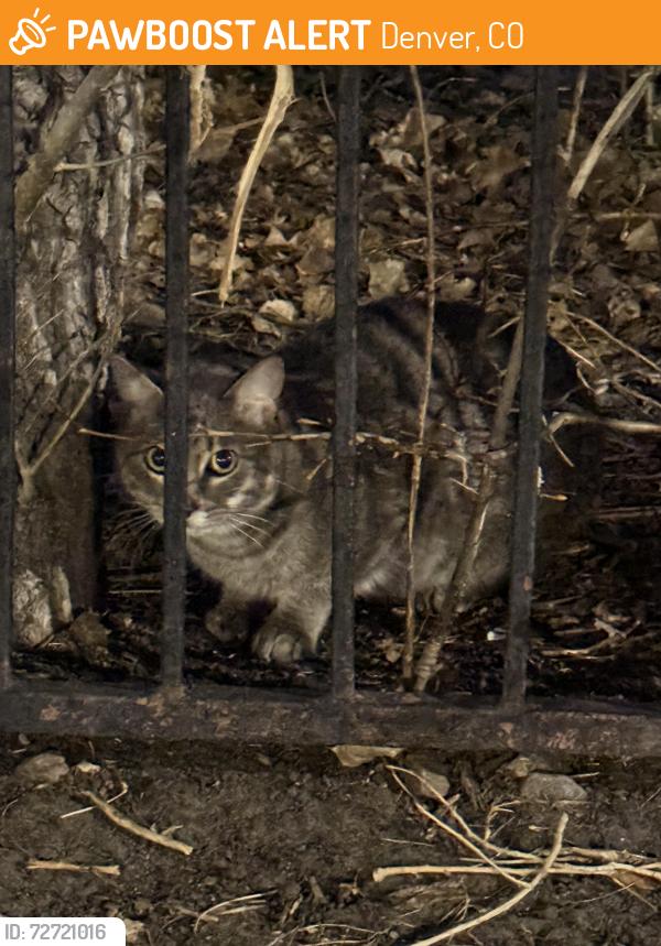 Found/Stray Unknown Cat last seen Noel Middle School, Denver, CO 80239