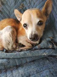Found/Stray Female Dog last seen Harris and Stine, Bakersfield, CA 93313