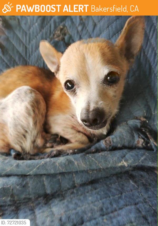 Found/Stray Female Dog last seen Harris and Stine, Bakersfield, CA 93313