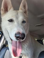 Found/Stray Unknown Dog last seen Manchester & McCausland at Franz Park, St. Louis, MO 63139