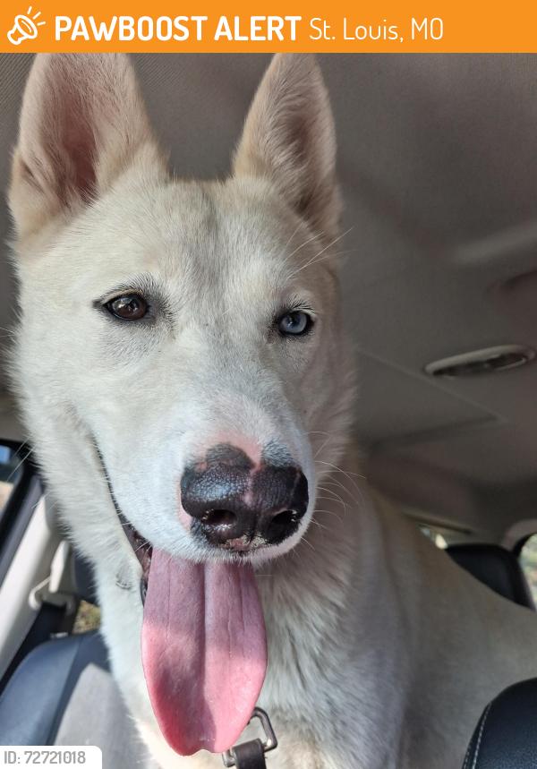 Found/Stray Unknown Dog last seen Manchester & McCausland at Franz Park, St. Louis, MO 63139