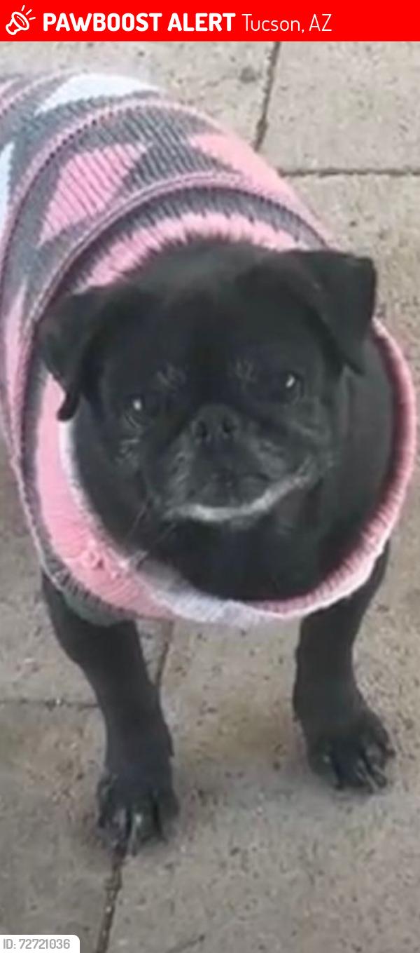 Lost Female Dog last seen Romero and Gardner, Tucson, AZ 85705
