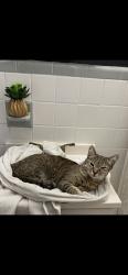 Lost Female Cat last seen Dairy and hibiscus, Melbourne, FL 32901