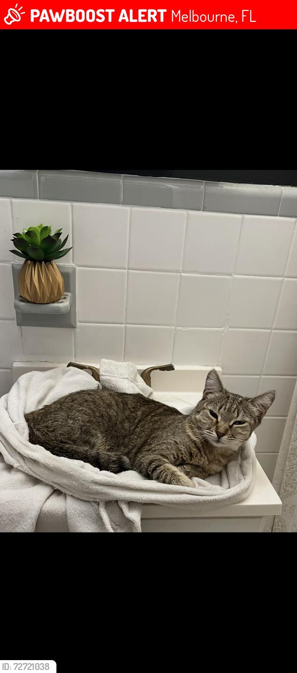 Lost Female Cat last seen Dairy and hibiscus, Melbourne, FL 32901