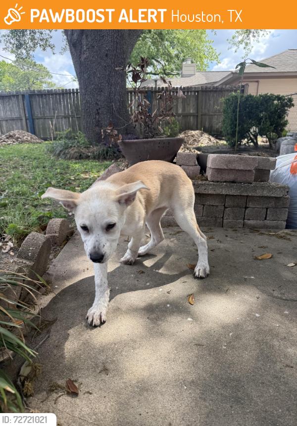 Found/Stray Female Dog last seen Dutch Bros, Houston, TX 77055