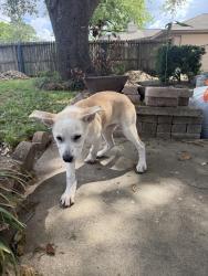 Found/Stray Female Dog last seen Dutch Bros, Houston, TX 77055