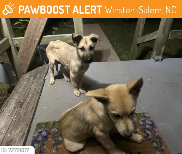 Found/Stray Unknown Dog last seen Nicholson Rd, Winston-Salem, NC 27107