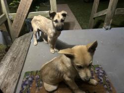 Found/Stray Unknown Dog last seen Nicholson Rd, Winston-Salem, NC 27107