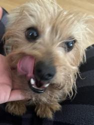Found/Stray Unknown Dog last seen Shoemaker Ave, Whittier, CA 90602