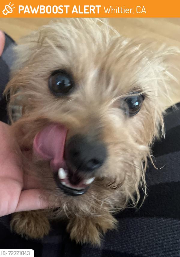 Found/Stray Unknown Dog last seen Shoemaker Ave, Whittier, CA 90602