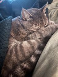 Lost Female Cat last seen Woods between Lullwater and Legacy Mill, Athens, GA 30606