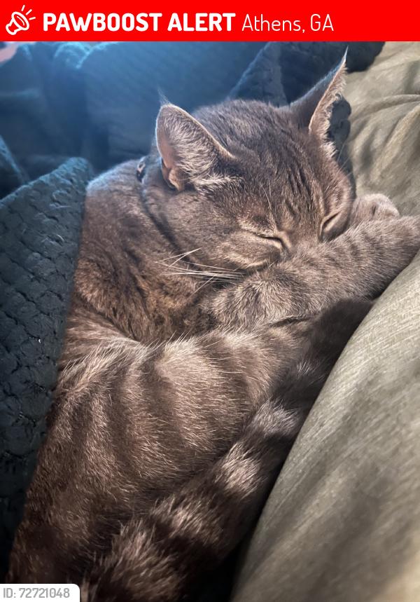 Lost Female Cat last seen Woods between Lullwater and Legacy Mill, Athens, GA 30606