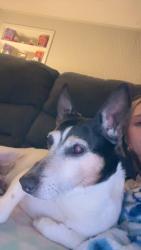 Found/Stray Male Dog last seen harry and woodlawn, Wichita, KS 67218