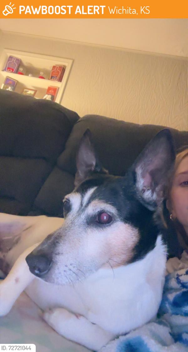 Found/Stray Male Dog last seen harry and woodlawn, Wichita, KS 67218