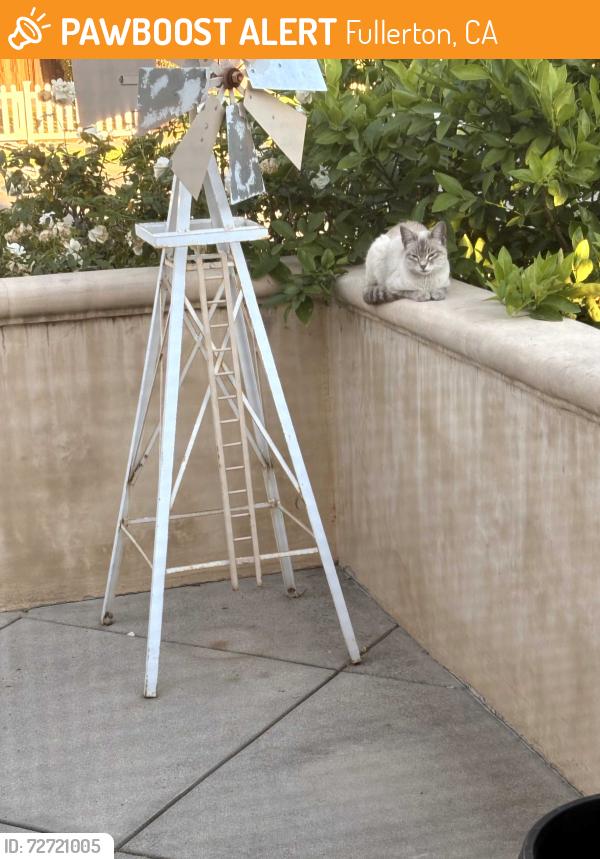 Found/Stray Unknown Cat last seen North Adams Ave & Wilshire , Fullerton CA. , Fullerton, CA 92832