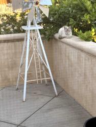 Found/Stray Unknown Cat last seen North Adams Ave & Wilshire , Fullerton CA. , Fullerton, CA 92832