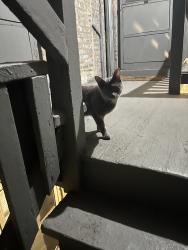 Found/Stray Female Cat last seen East outer staircase of the 324 building, Oak Park, IL 60302