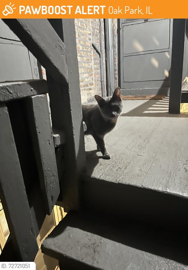 Found/Stray Female Cat last seen East outer staircase of the 324 building, Oak Park, IL 60302