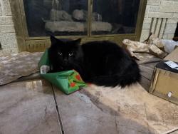 Lost Male Cat last seen N 48th ave , Yakima, WA 98908