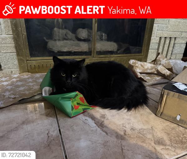 Lost Male Cat last seen N 48th ave , Yakima, WA 98908