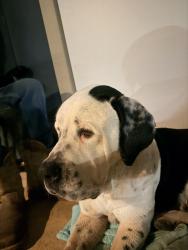 Found/Stray Female Dog last seen Legacy flts dog park, San Antonio, TX 78254