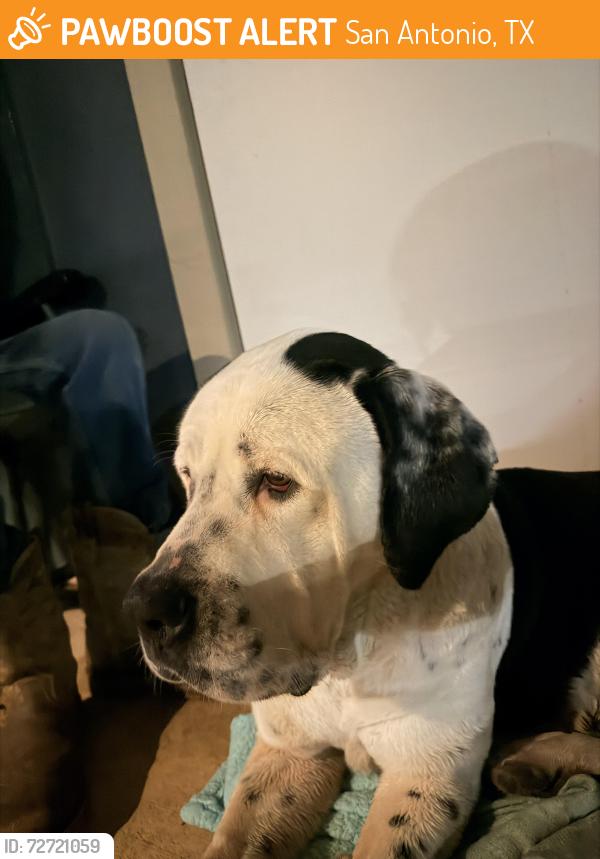 Found/Stray Female Dog last seen Legacy flts dog park, San Antonio, TX 78254