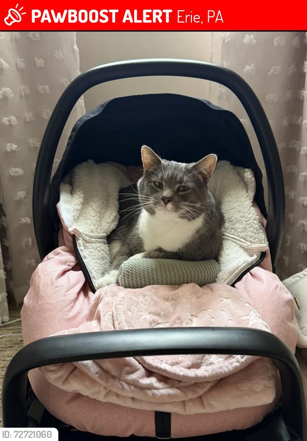 Lost Male Cat last seen Maleno LakeView apmts, Erie, PA 16506