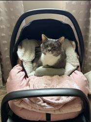 Lost Male Cat last seen Maleno LakeView apmts, Erie, PA 16506