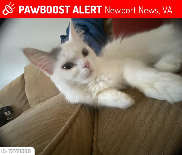 Lost Female Cat last seen Near Logan’s place, Newport News, VA 23601