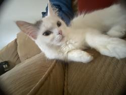 Lost Female Cat last seen Near Logan’s place, Newport News, VA 23601